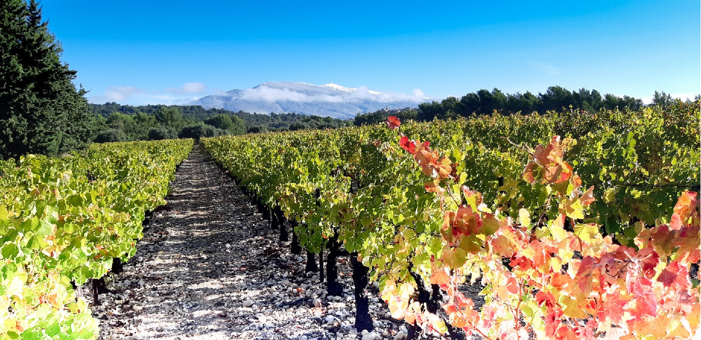 Vue paysage sur les terres viticoles du Domaine J&D, producteur de vin à Caromb. Vin AOC Ventoux - Vallée du Rhône