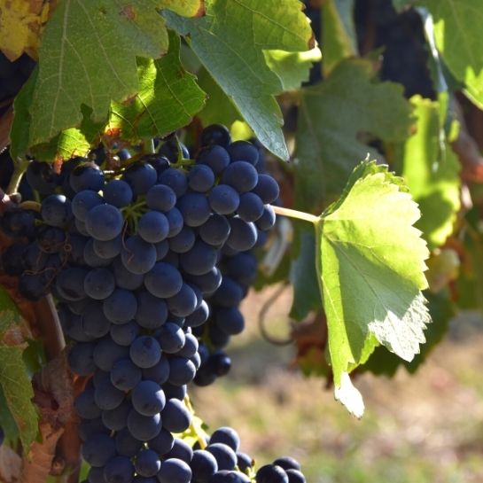 Grappe de raisin rouge sur pied. Vin, vigne, viticulture, viticole, domaine de Provence, Vaucluse, 