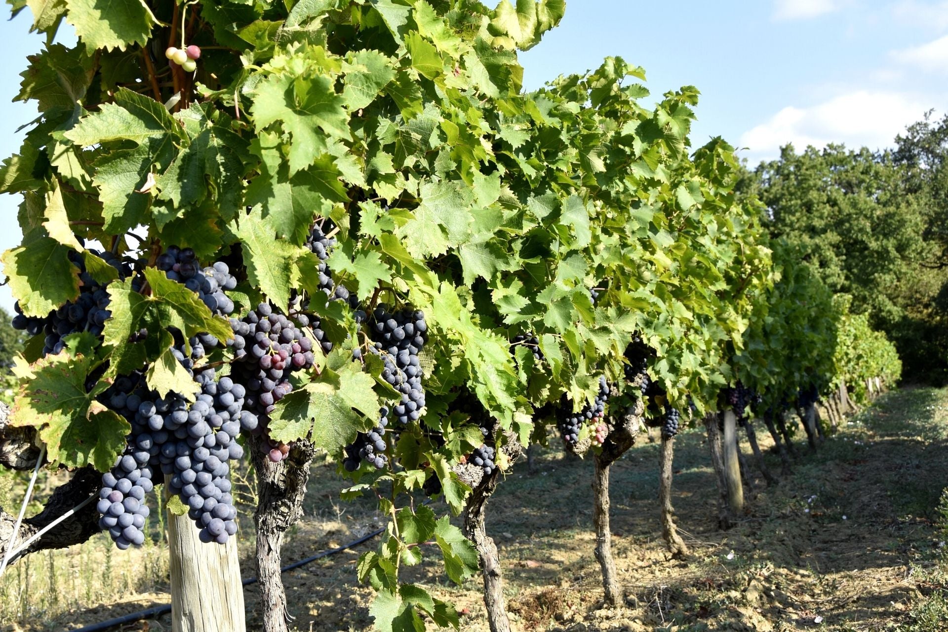 Vignoble, grappe de raisin rouge sur pied dans domaine partenaire de Made In Ventoux en Provence. Viticulture et terroir en Provence.